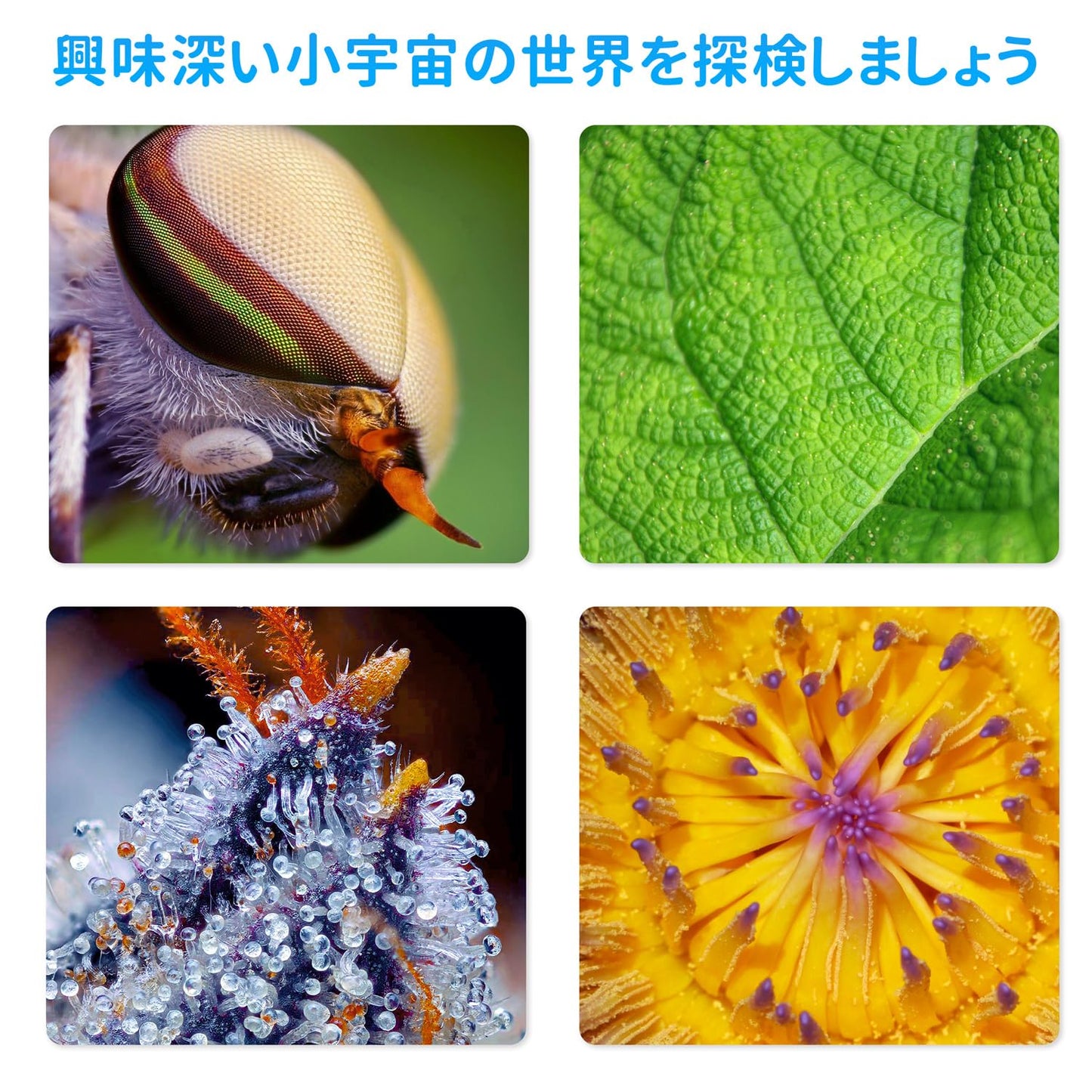 Wifi デジタル顕微鏡 2MP 50-1000倍電子顕微鏡 拡大鏡 ポータブルハンドヘルド顕微鏡カメラマイクロスコープ 、8 LED 、iPhone、Android、iPad、Windows、Macコンピューターと互換性あり、肌チェック/回路基板修理/生物観察/楽しいホリデーギフト