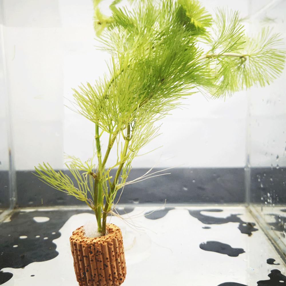 水生植物固定リング 5個セット 水草固定リング 水槽の植物ホルダー 水槽オーナメント 水槽の装飾 花壇 金魚 苔盆栽 底砂 溶岩石 水草の固定 ほとんどの水草の固定に適しています（内径サイズ1.2cm）